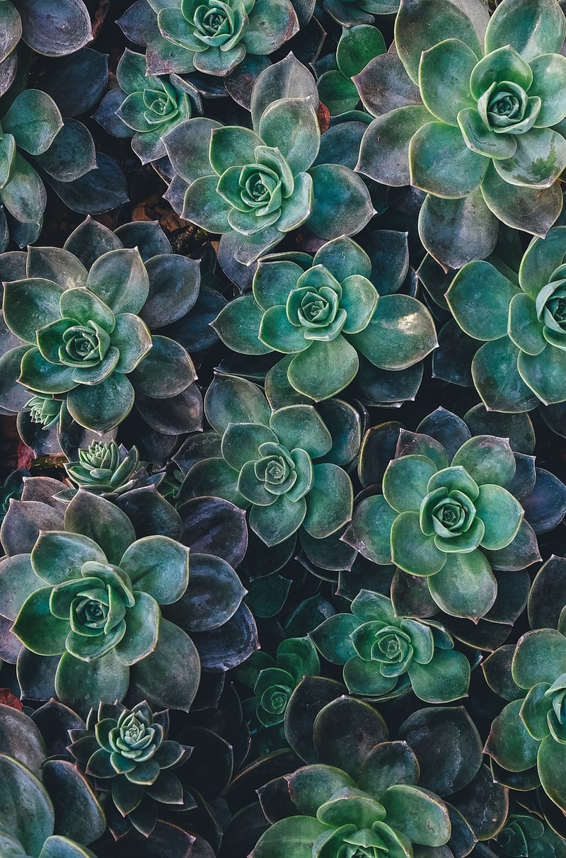 Succulent Crafts