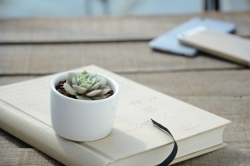 Healthy Plants